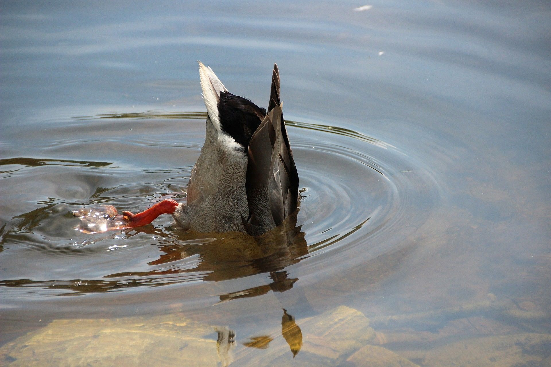 Ente kopfüber im Wasser