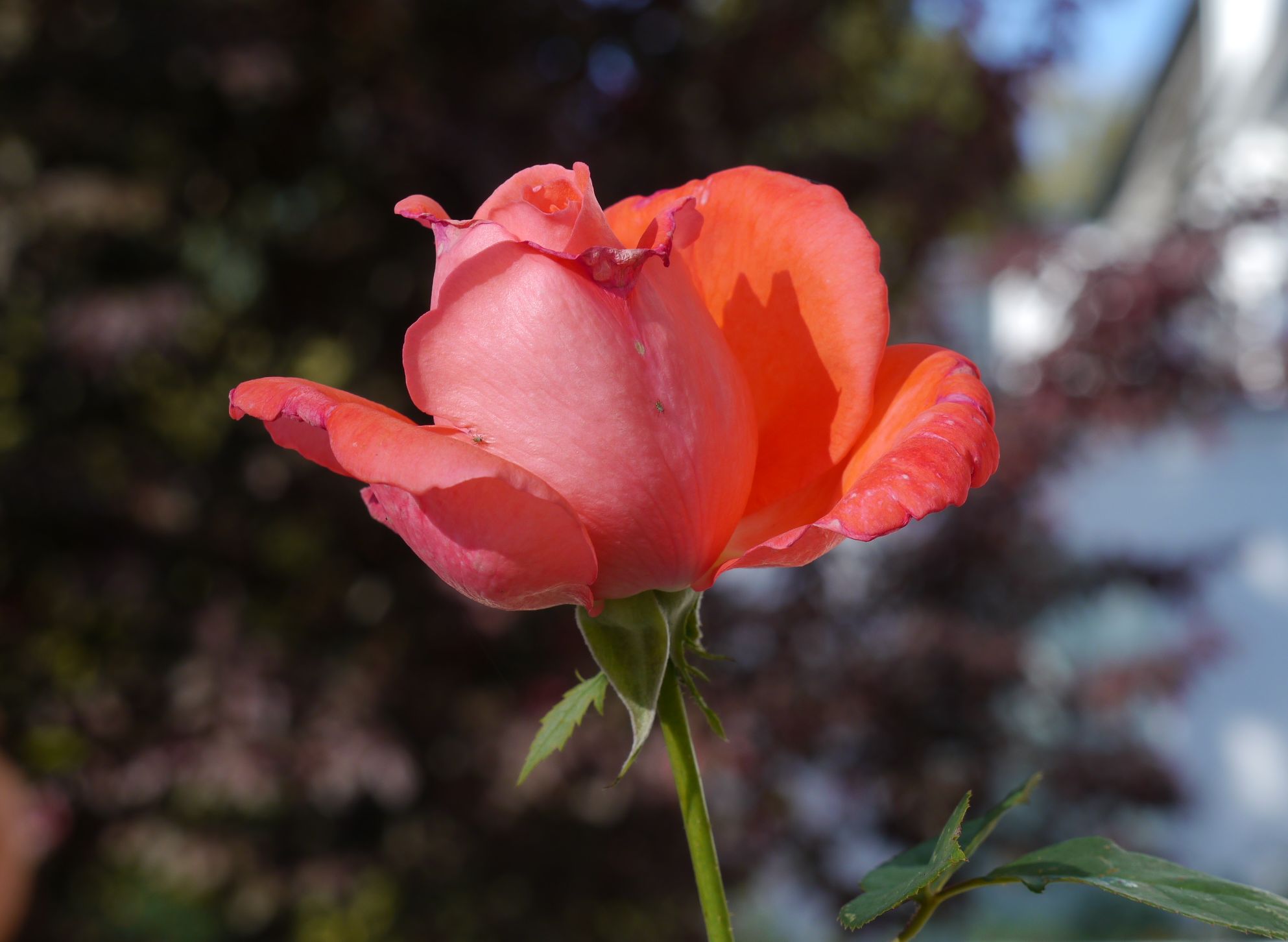 Rose als Symbol für Selbstfürsorge