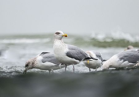 3 Möwen am Strand