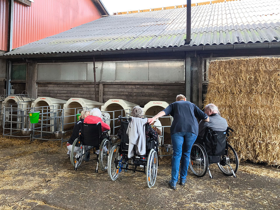 Bauernhof Die BewohnerInnen schauen die Kälber an.